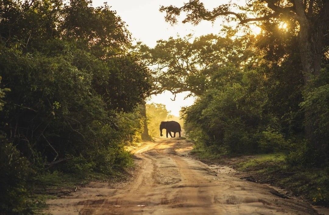 Yala National Park